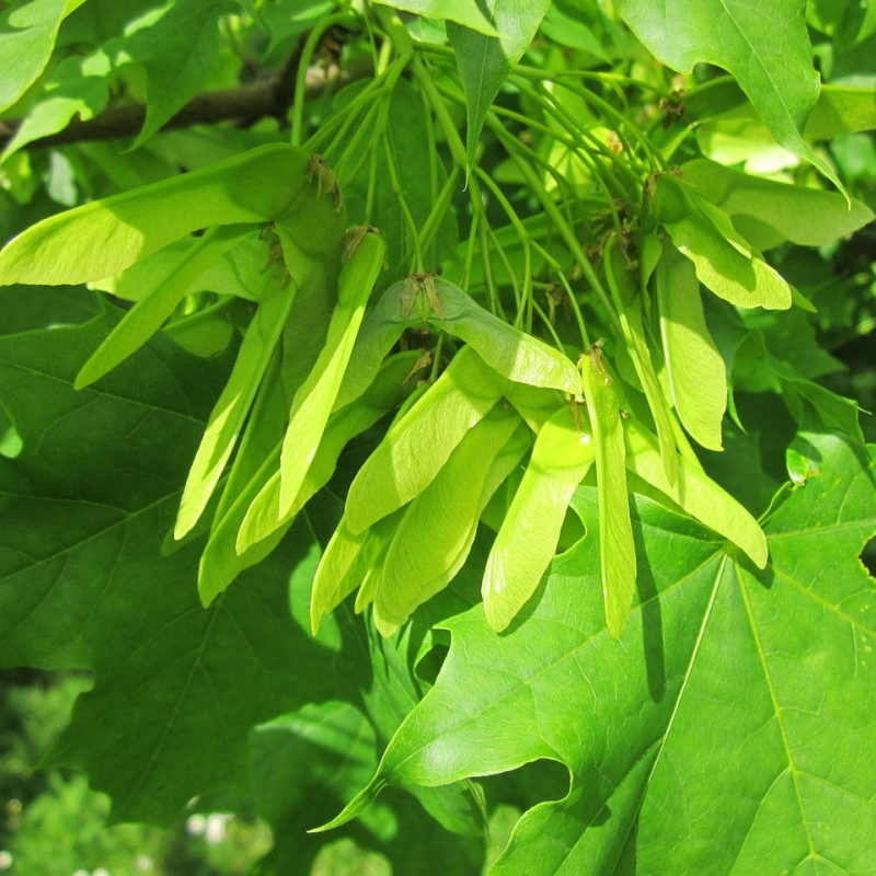 Ahorn Kugleformet Acer Platanoides  Globosum  220